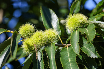 Sweet chestnuts, castanea sativa, ripening on a tree, close-up