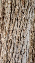Bark texture of an old Black poplar tree (populus nigra) for design backgrounds 