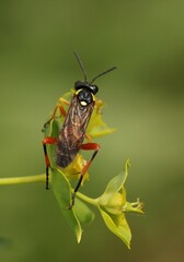 A sawfly, specifically Macrophya rufipes. 