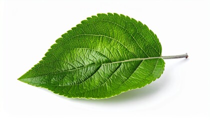 Close-up of a vibrant green leaf (8)