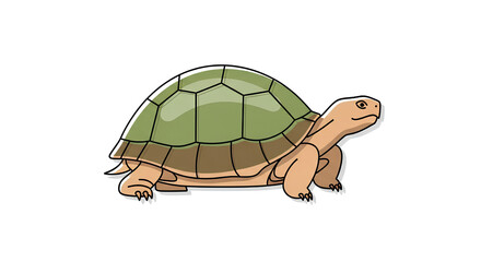 tortoise and turtle