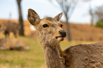 The deer are freely roaming around in Nara park, Japan	