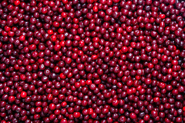 Fresh red cherries piled high showcasing the bounty of summer harvest. Glossy cherries arranged in abundance at a local market. Juicy cherry symbolizing the sweetness and richness of life, closeup