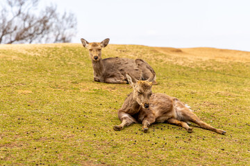 The deer are freely roaming around in Nara park, Japan	