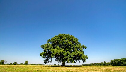 Majestic oak tree in a vast field under a vibrant blue sky
