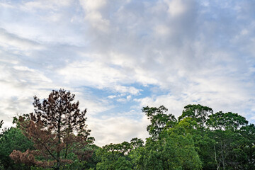 Obraz premium 空に映える松の木