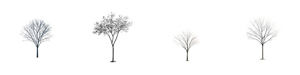 Obraz premium Collection of Bare Winter Trees Silhouetted on White