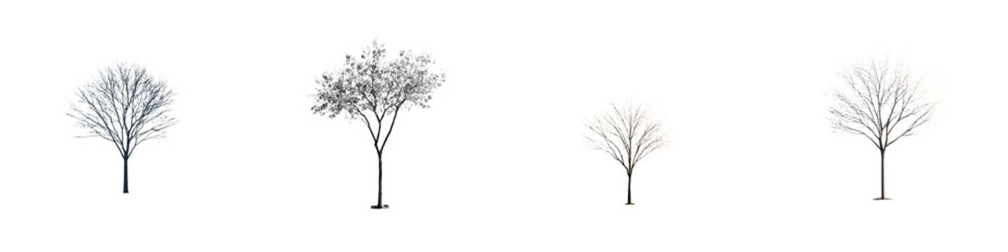 Collection of Bare Winter Trees Silhouetted on White