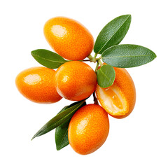Kumquat 