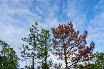 空に映える松の木