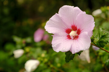 Pink mallows bloom in the garden in autumn. Decorating the garden with mallows near the house.