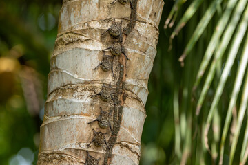Naklejka premium White-lined bat or sac bat (Saccopteryx bilineata), resting on a tree in Tortuguero National Park
