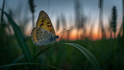 Beautiful Butterfly Resting on Green Grass at Sunset