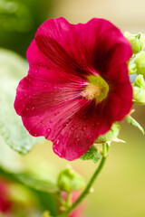 Red mallows bloom in the garden in autumn. Decorating the garden with mallows near the house.