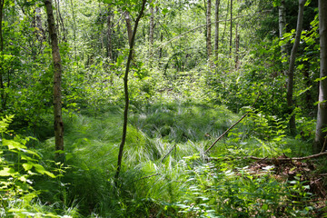 Obraz premium Dense thickets and tall grass in a damp forest create a sense of wild, untouched nature. Sunlight breaks through the dense tree crowns, illuminating the stems and giving the scene a magical, mysteriou