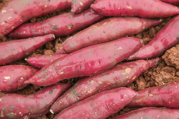 Freshly Dug Purple Sweet Potatoes with Soil from Harvest