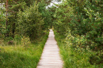 Obraz premium Holzsteg auf dem Rundweg durch das Pietzmoor. Lüneburger Heide