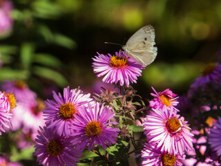 White Butterfly Perched on a Purple Flower.