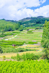 初秋の鹿里の棚田　福岡県八女市　Rice terraces in Shikazato in early autumn. Fukuoaka Pref, Yame City.