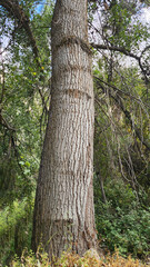 Trunk of a tall black poplar tree stand majestically in the Ihlara Valley