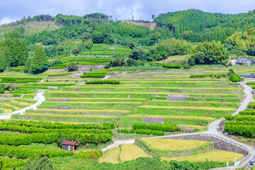 初秋の鹿里の棚田　福岡県八女市　Rice terraces in Shikazato in early autumn. Fukuoaka Pref, Yame City.