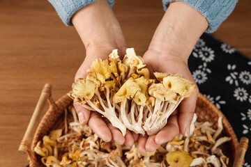 Dried Golden Elm Mushrooms from Yunnan Northeast China Held in Hands Traditional Asian Cooking Ingredient