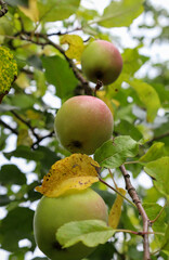 Three young, unripe apples with a slight pink tint hang from a branch of an apple tree, surrounded by green leaves. One of the apples is partially hidden by a yellow leaf.