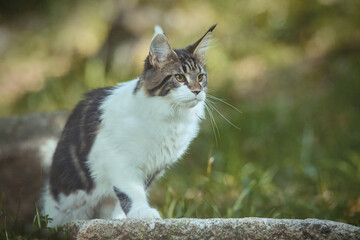 Pretty Maine Coon Cat kitty exploring nature