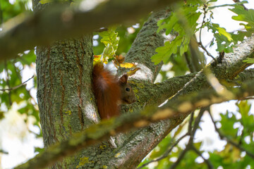 Close-up of a red squirrel nestled between branches of an oak tree. Sunlight highlights its fur and expressive face.