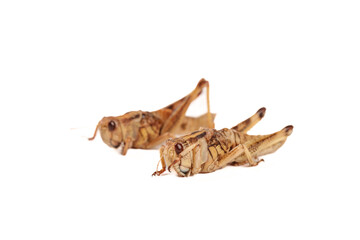 Fresh Grasshoppers from Shandong China Ready for Frying - Traditional Protein Source and Local Delicacy