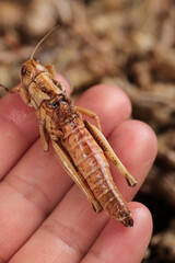 Fresh Fried Grasshopper Locust in Hand - Traditional Shandong China Insect Food Delicacy