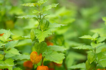 Physalis alkekengi (Bladder cherry, Chinese lantern, Japanese lantern, or Winter cherry; Japanese: hōzuki), easily identifiable  by the larger, bright orange papery covering over its fruit.