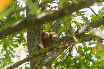 A red squirrel hides in the fork of a tree, partly shaded by branches and oak leaves. Its fur contrasts with the bark.