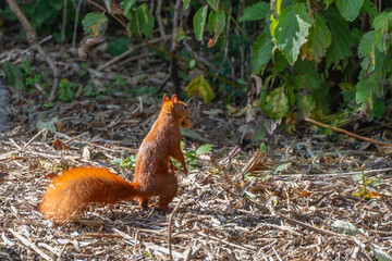 Obraz premium A red squirrel carries a nut in its mouth while standing on the forest floor. It looks ready to hide its food.