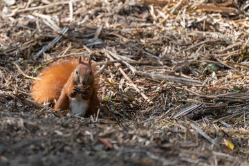 A red squirrel holds a nut in its paws while sitting on the ground. Its fluffy tail lies behind it.