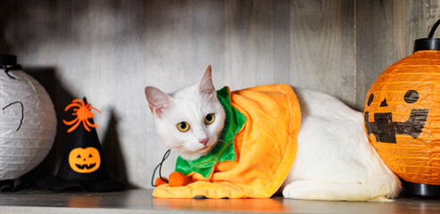 Portrait of cute white cat with yellow eyes in dressed up with funny pumpkin costume for Halloween, lying on shelf dark with props background. Pet in wizard friendly ghost carnival holiday celebration