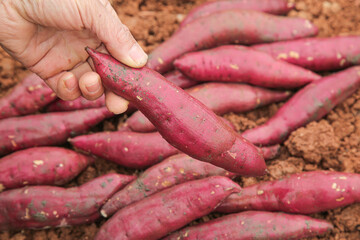 Freshly Harvested Red Sweet Potatoes Held by Hand in Agricultural Field with Newly Dug Yams