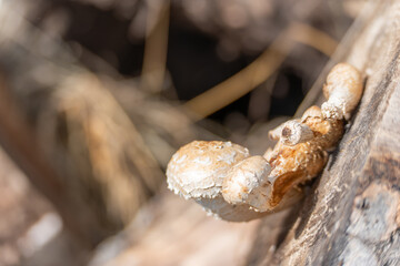 Mushrooms on Wood. Several mushrooms grow closely together on an old trunk. Their caps are slightly damaged.