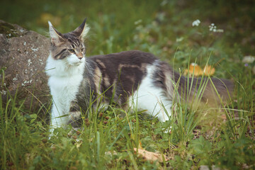 Pretty Maine Coon Cat kitty exploring nature