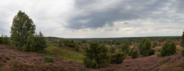 Panoramablick vom Wilseder Berg in die idyllische Lüneburger Heide