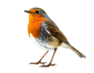 A vibrant European robin, perched, facing left, displays its distinctive orange breast, grey-brown back, and speckled white underbelly against a black background.  Its small, 