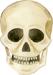 Watercolor skull illustration on transparent background.