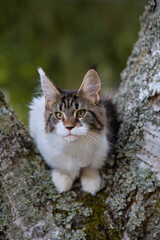 Pretty Maine Coon Cat kitty exploring nature