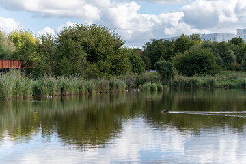 Obraz premium Lake with Trees. A lake lies peacefully amidst trees and reeds. A duck swims in the foreground.