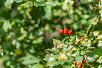 Red rose hips grow among green leaves, marking the change of seasons. A classic autumn fruit of wild roses.
