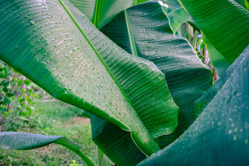Fresh tropical green leaves with water droplets. Close-up of natural foliage covered in morning dew, symbolizing freshness, purity, and nature. Perfect for eco, wellness, spa, botanical, and tropical 