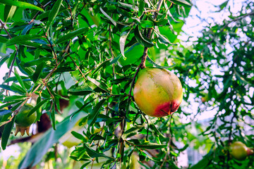 Ripe pomegranate fruit hanging on a tree branch among green leaves. Natural organic fruit growing in the garden, symbol of health, freshness, and Mediterranean nature