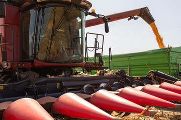 Combine transferring corn after harvest