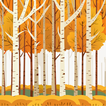 birch forest in autumn inside the planting of yellowed trees