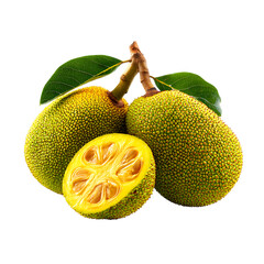 Lakoocha Monkey jack fruit